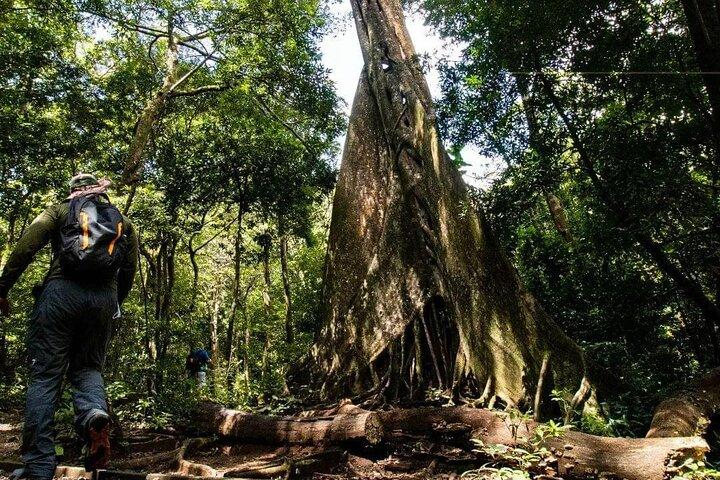 Rincon de la Vieja: Volcano Hike, Waterfall & Hot Springs