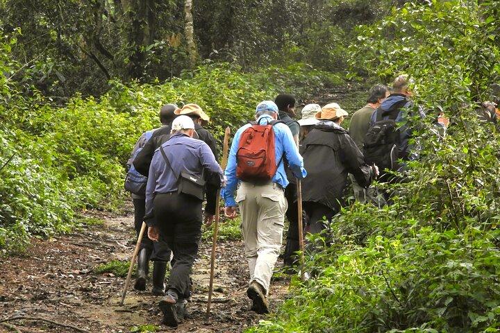 6 Bwindi Gorilla trekking à Ouganda-Rwanda