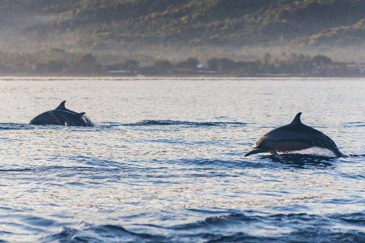 イルカとシュノーケリングで泳ぐロヴィーナウォッチング