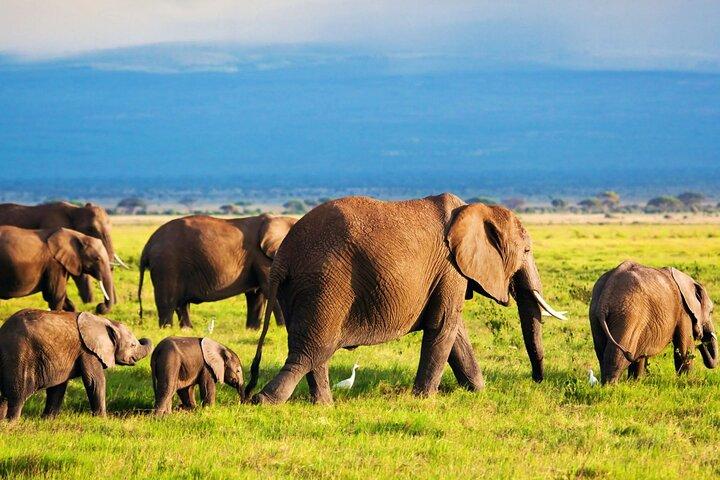 2 Days 1 Night Tour to Amboseli National Park with Jeep 4x4