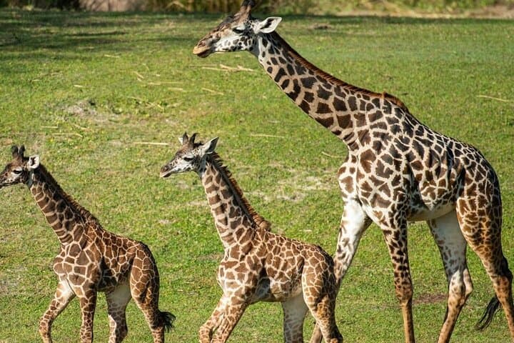 2 Days 1 Night Tour to Amboseli National Park with Jeep 4x4