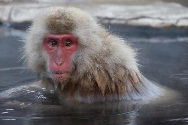 Vanuit Tokio : Privé dagtrip naar Snow Monkey & Zenkoji