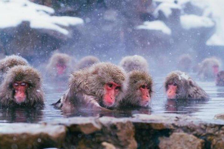 Vanuit Tokio : Privé dagtrip naar Snow Monkey & Zenkoji