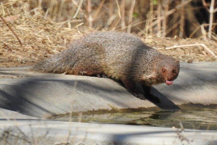 Tour privato di Jhalana Wildlife in jeep Safari a Jaipur