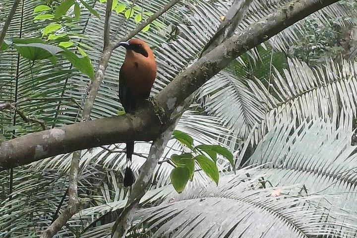 Birdwatching at the Rainforest Discovery Center