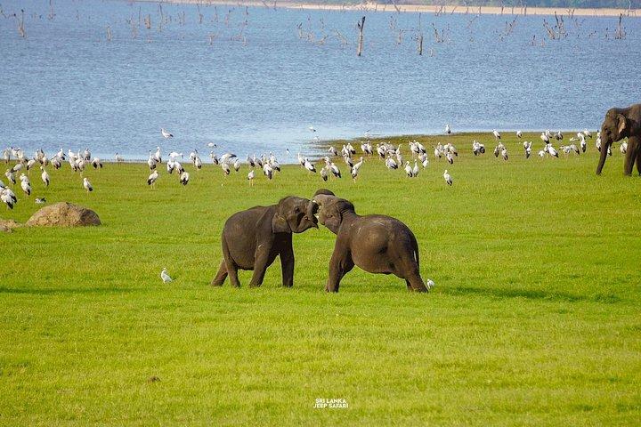 ミネリヤ国立公園半日エレファントサファリ