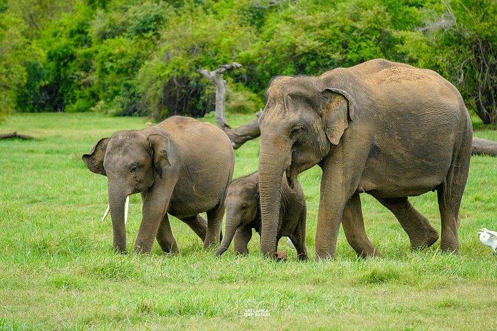 ミネリヤ国立公園半日エレファントサファリ