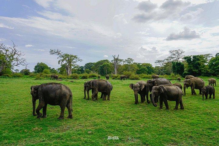 ミネリヤ国立公園半日エレファントサファリ