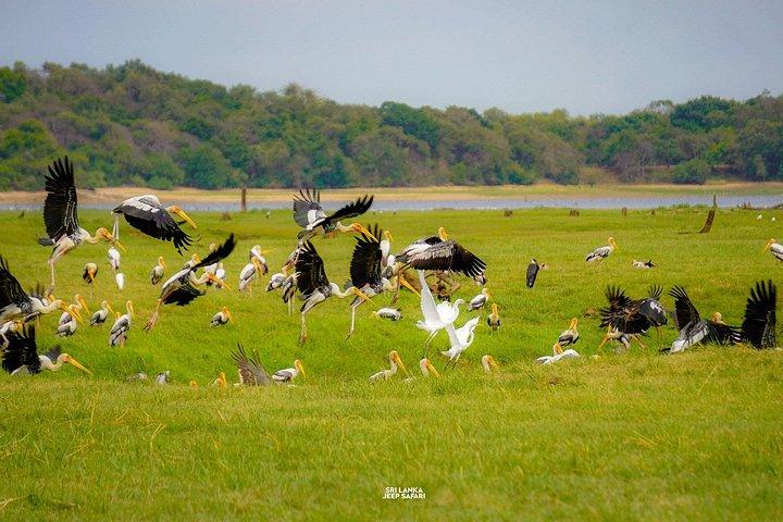 ミネリヤ国立公園半日エレファントサファリ