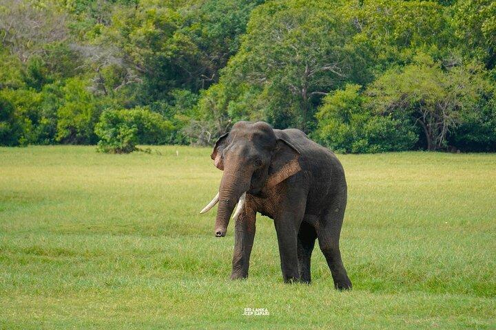 ミネリヤ国立公園半日エレファントサファリ