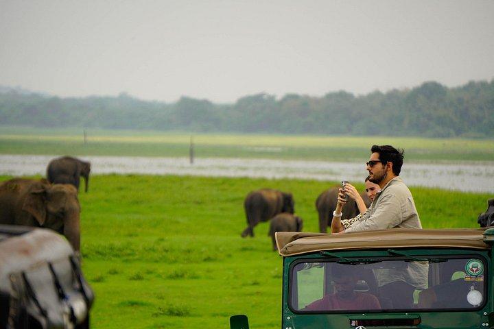 ミネリヤ国立公園半日エレファントサファリ