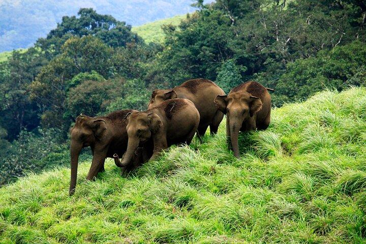 Private One Week Kerala Tour