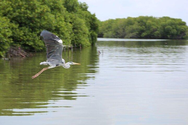 Excursion d'une demi-journée à Muthurajawela, lagune, canal hollandais et mangroves