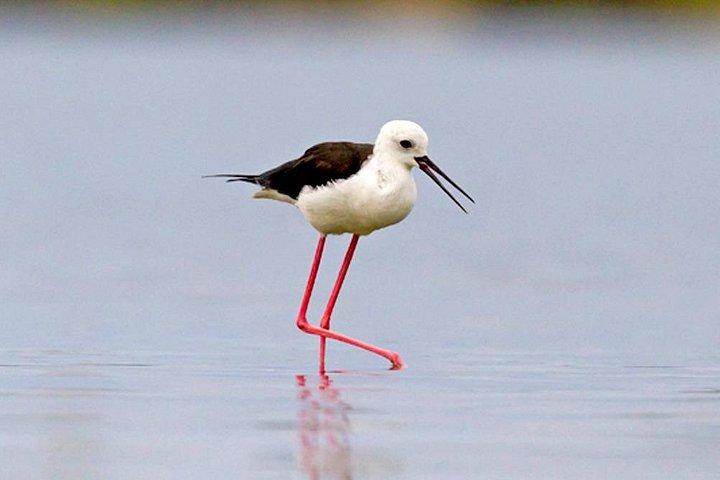 ムトゥラジャウェラ、ラグーン、オランダ運河、マングローブへの半日ツアー