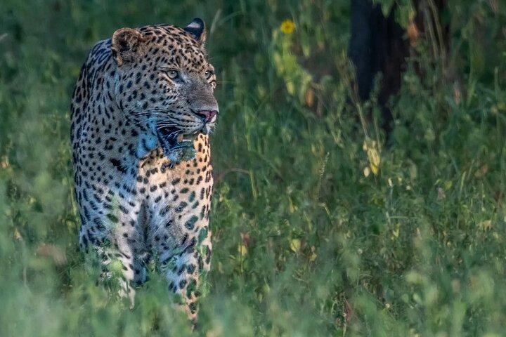 Tour privato di Jhalana Wildlife in jeep Safari a Jaipur