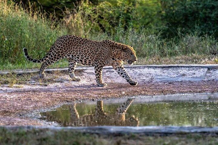 Tour privato di Jhalana Wildlife in jeep Safari a Jaipur