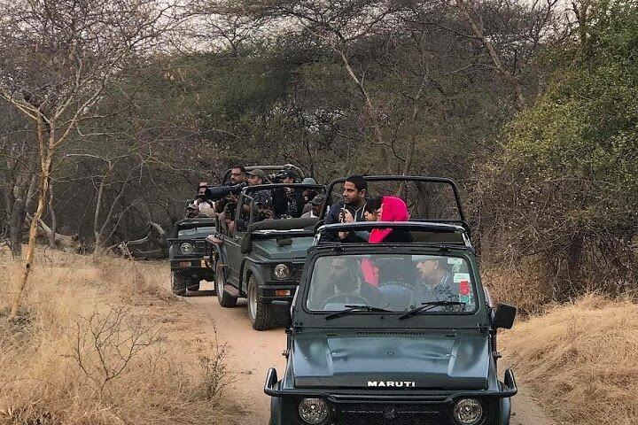 Tour privato di Jhalana Wildlife in jeep Safari a Jaipur