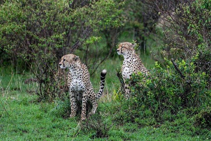 5 giorni Maasai Mara Lago Nakuru e Hell's Gate Park Budget Safari