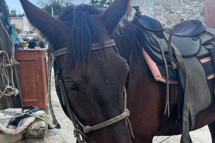 Awaken to Paros: A Scenic Morning Horseback Ride