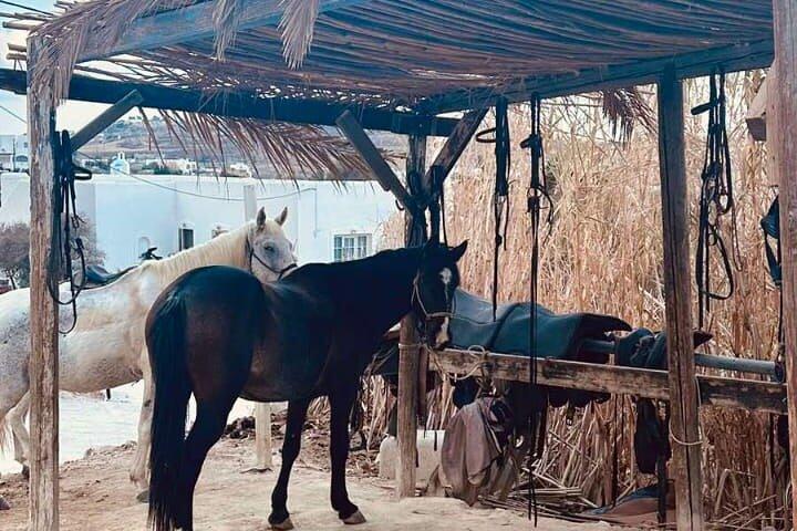 Awaken to Paros: A Scenic Morning Horseback Ride