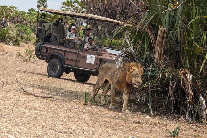Von Sansibar: Mikumi Safari Tagesausflug mit Flügen und Verpflegung