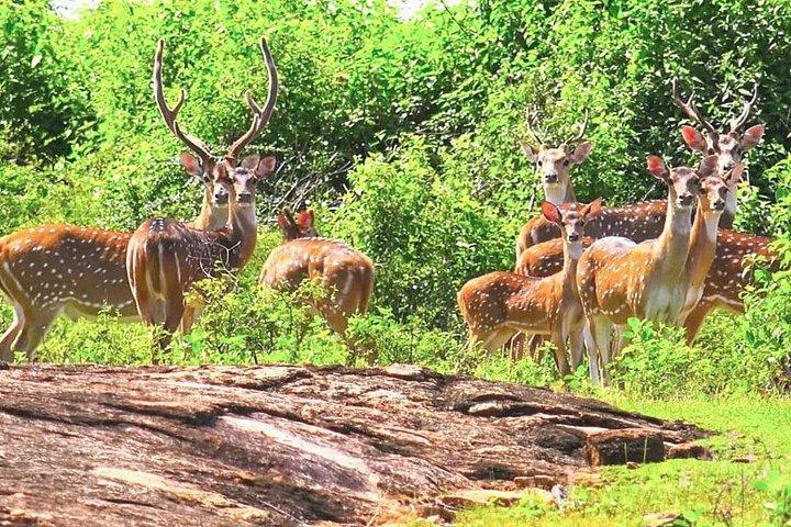 ミネリヤ国立公園ワイルドライフ＆エレファントサファリ（シギリヤ発）