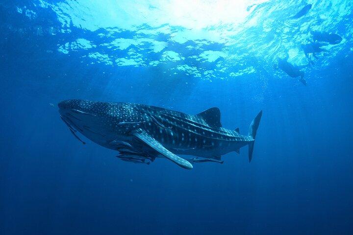 カンクンとリビエラ マヤからのジンベエザメ シュノーケリング体験