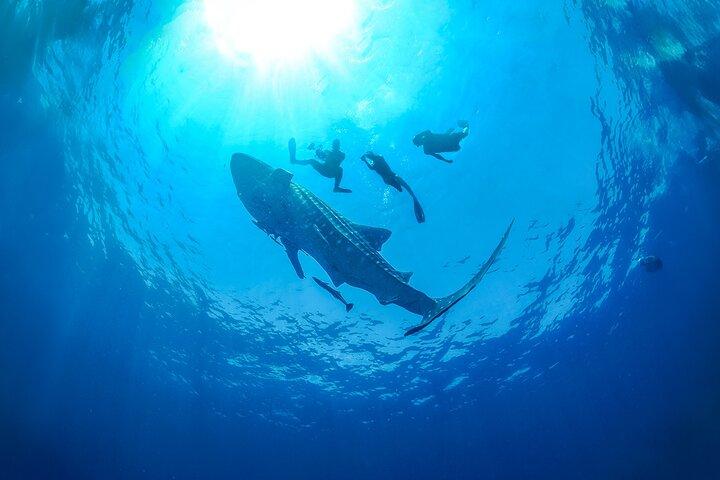 カンクンとリビエラ マヤからのジンベエザメ シュノーケリング体験