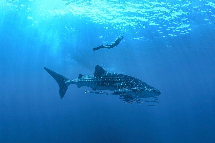 カンクンとリビエラ マヤからのジンベエザメ シュノーケリング体験
