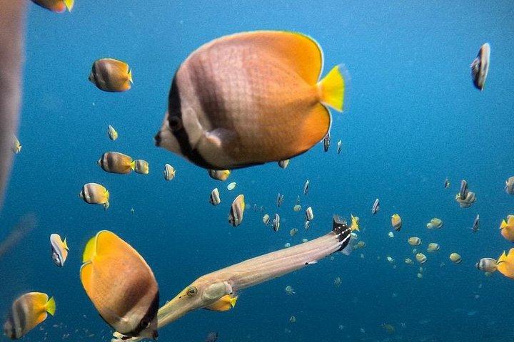 バリ島からのヌサ・レンボンプライベートシュノーケリング＆アイランドツアー