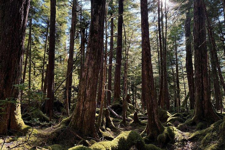 Small-Group Rainforest Hiking Adventure- Ketchikan Excursion