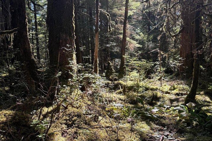 Small-Group Rainforest Hiking Adventure- Ketchikan Excursion
