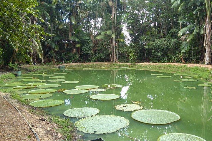 マナウス全日ツアー、オペラハウス、植物園＆ビーチ