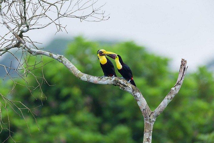 モンキーウォッチとガトゥン湖野生動物サファリプライベートツアー