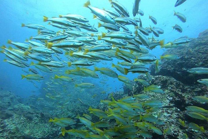 カオラック発カタマラン島シミラン島アドベンチャーツアー