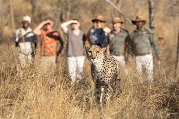 Safari privato di lusso Addo Elephant e Mountain Zebra Park di 2 giorni