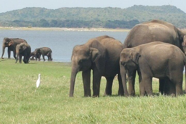 14 Tage Sri Lanka mit Unterkunft