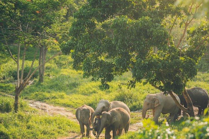 Samui Elephant Kingdom Ethical Sanctuary and Skywalk Tour