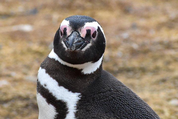 Pinguïntour naar eiland Magdalena per boot vanuit Punta Arenas