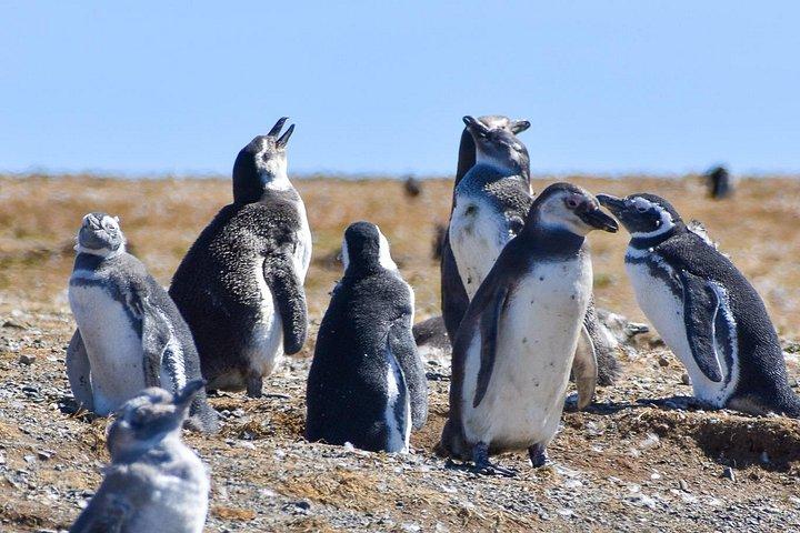 Pinguïntour naar eiland Magdalena per boot vanuit Punta Arenas