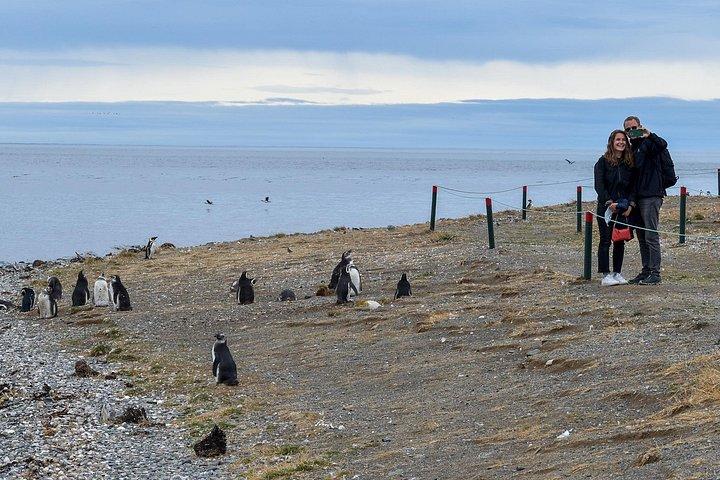 Pinguïntour naar eiland Magdalena per boot vanuit Punta Arenas