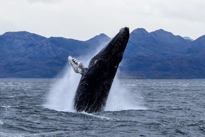Navigazione di balene, pinguini e ghiacciai da Punta Arenas