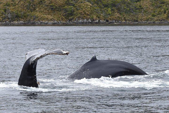 Whales, Penguins & Glaciers Navigation From Punta Arenas