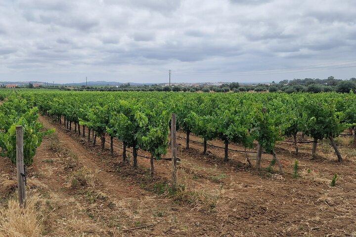 Lissabon Weintour: Azeitao, Setubal und Arrabida und Hotelabholung
