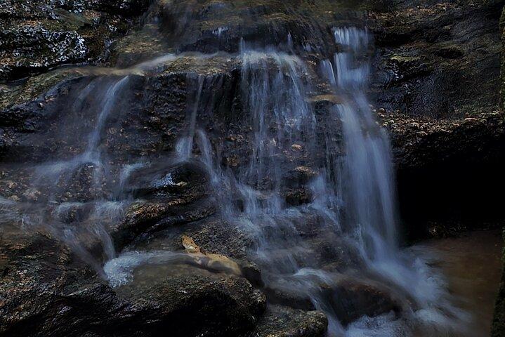 Visita guiada de pequenos grupos à floresta de Tijuca