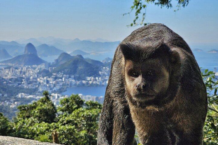 Visita guiada de pequenos grupos à floresta de Tijuca
