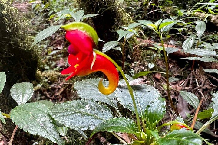 Private Day Tour Kilimanjaro Hike