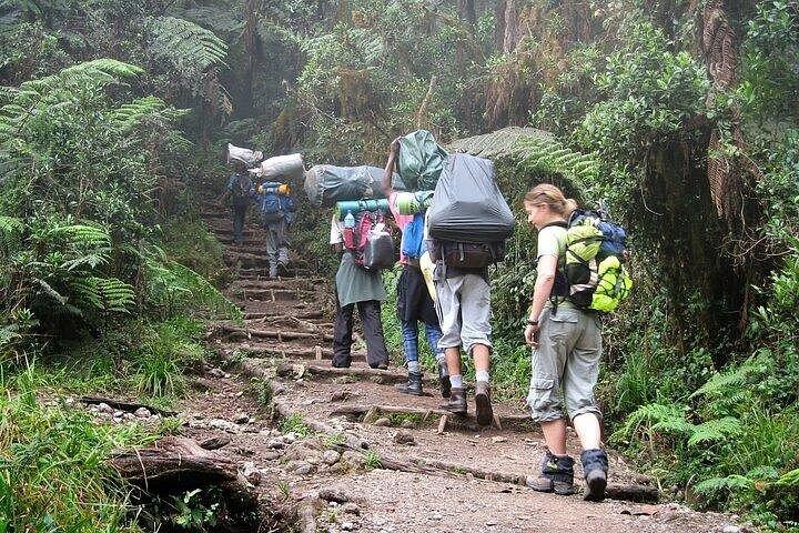Private Day Tour Kilimanjaro Hike