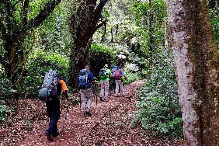 Private Day Tour Kilimanjaro Hike