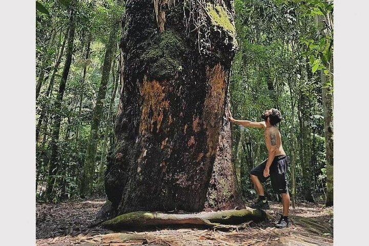 Small-Group Tijuca Forest Guided Tour